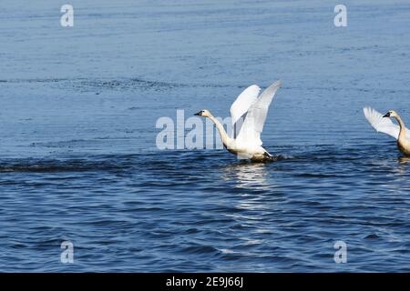 Paire de Cygnes Tundra au départ du lac Banque D'Images