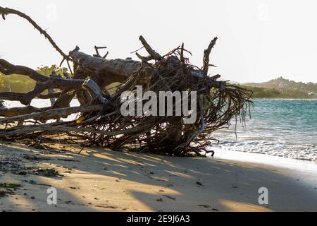 Driftwood se trouve sur la plage de la côte nord de la République dominicaine. Banque D'Images