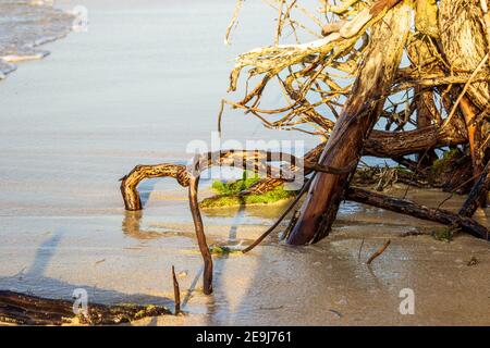 Driftwood se trouve sur la plage de la côte nord de la République dominicaine. Banque D'Images