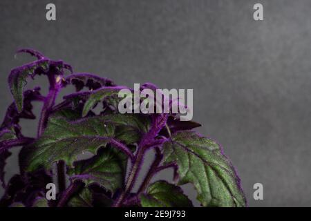 gynura aurantiaca sur fond noir Banque D'Images