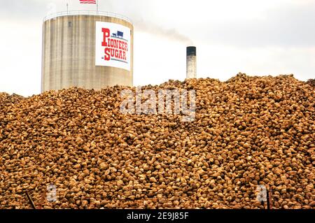 Une grande pile de betteraves à sucre Pioneer est transformée en Sucre à l'usine de traitement Pioneer Sugar à Croswell, Michigan MI Banque D'Images