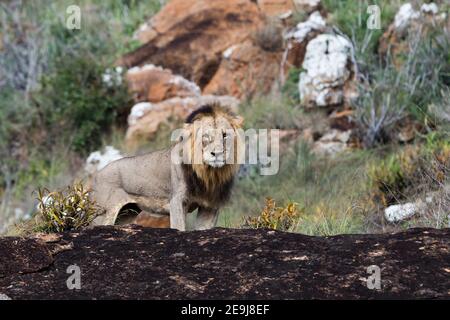Un lion mâle, Panthera leo, sur un kopje connu sous le nom de Lion Rock dans la réserve de Lualenyi, Tsavo, Kenya. Banque D'Images