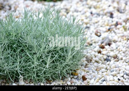 Beau jardin fleuri de plantes avec des feuilles de lavande dans un jardin rustique. Plantes médicinales et plantes médicinales jardin. Plante arbustive aromatique. Foyer sélectionné à l'écran Banque D'Images