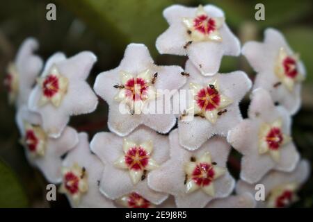 Gros plan de fleurs en forme d'étoile de Hoya carnosa (fleur de porcelaine ou plante de cire). Les fourmis ont été taillés par le parfum doux et les gouttes de nectar. Banque D'Images