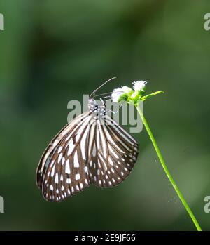 noir et blanc bleu foncé papillon tigre reposant sur un Fleur blanche sur fond vert naturel en Malaisie Banque D'Images