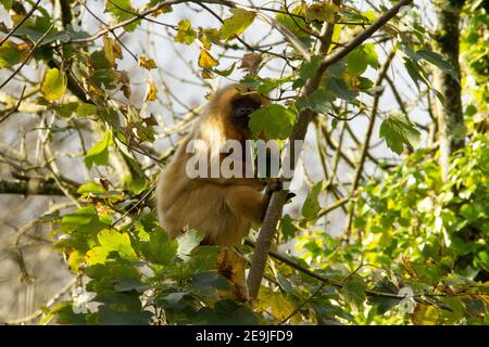 Singe Howler noir (Alouatta caraya) une femme singe howler noire se reposant et se détendant dans un arbre avec la lumière du matin Banque D'Images