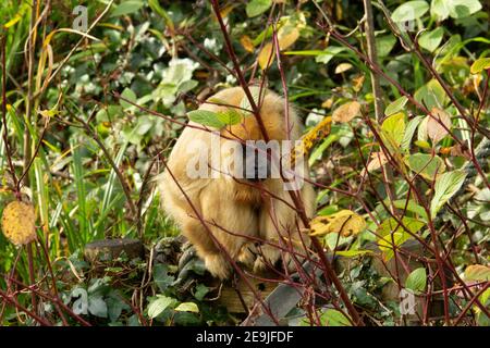 Singe Howler noir (Alouatta caraya) une femme unique singe howler noir se reposant et se reposant à l'intérieur un arbre avec la lumière du matin Banque D'Images