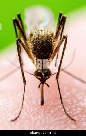 Zika a infecté moustiquaire Bite sur fond vert. Leishmaniose, encéphalite, fièvre jaune, dengue, paludisme, Mayaro ou Zika virus Infectious C Banque D'Images