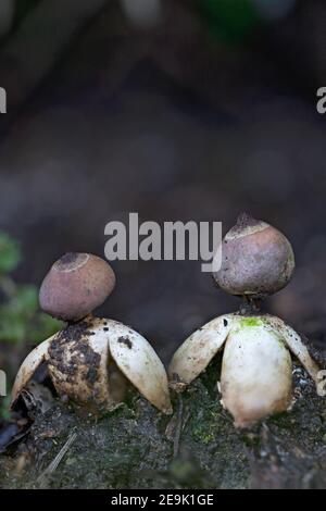 Earthstar espèce champignon (Geastrum britannicum) Banque D'Images
