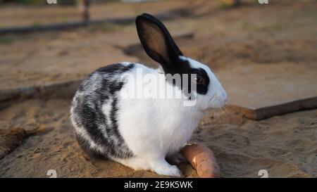 Magnifique lapin blanc à longues oreilles avec humeur effrayante. Lapin à oreilles longues et fourrure blanche soyeuse. Banque D'Images