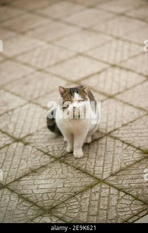 Tabby blanc chat dans un col est assis sur un mouillé trottoir carrelé Banque D'Images