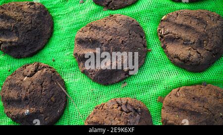 L'art attrayant des gâteaux de cow dung sur le filet de tapis vert. Le fumier de vache biologique est utilisé comme combustible de cuisine avec zéro émission de carbone. Banque D'Images