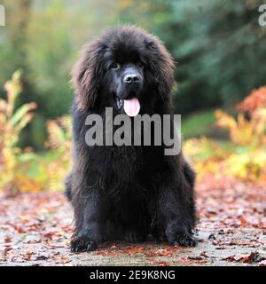 Chien de Terre-Neuve Banque D'Images