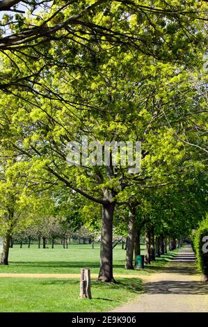 Heure de printemps au triangle, sur le côté est de Beckenham place Park Banque D'Images