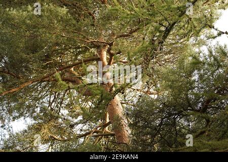 Arbre de vie avec les bras ouverts à l'aide du monde entier souffle Banque D'Images