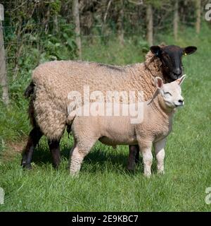 mouton et agneau Banque D'Images