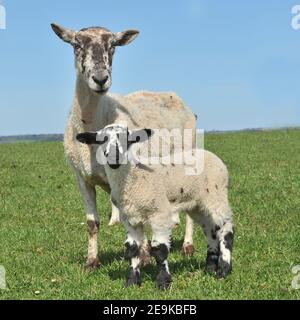 mouton et son agneau Banque D'Images