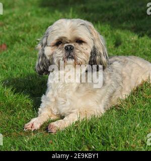 chien Shih tzu Banque D'Images