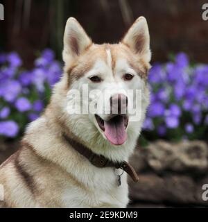 Chien husky de Sibérie Banque D'Images