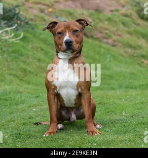 staffordshire bull terrier, chien américain stafford Banque D'Images