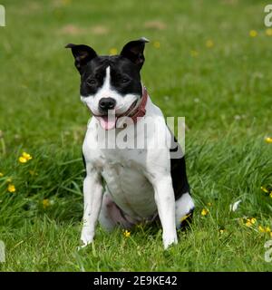 Staffordshire Bull Terrier dog Banque D'Images