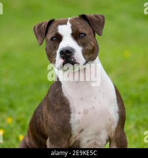 American bully Banque D'Images