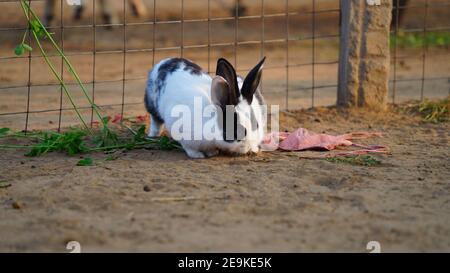 Deux joli lapin dans la clôture en fer. Lapin noir et blanc mangeant de la pomme de terre douce le matin. Banque D'Images