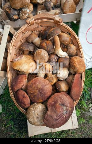 Penny BUN ou cep (Boletus edulis) champignons à vendre, vivo d'Orcia, Toscane, Italie Banque D'Images