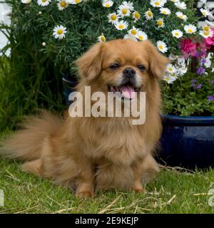 Tibetan Spaniel chien Banque D'Images