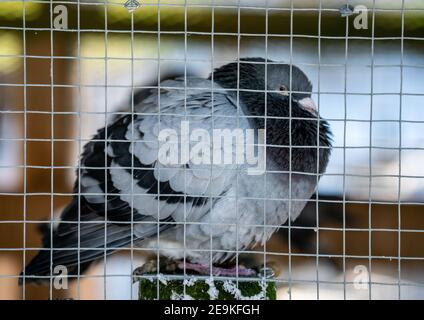 Pidgeon se reposant à l'intérieur d'une grande cage d'oiseaux lors d'une journée hivernale froide. Banque D'Images