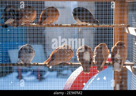 Pidgeon's reposant sur un bar à l'intérieur d'une grande cage d'oiseaux sur une ferme. Banque D'Images