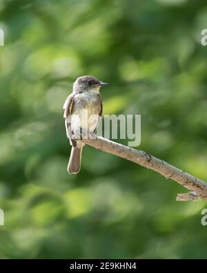 Oiseau de flycatcher de Phoebe de l'est debout sur la branche d'arbre en attente insecte à passer Banque D'Images