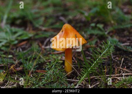 Petit champignon orange de forêt sur l'herbe verte Banque D'Images