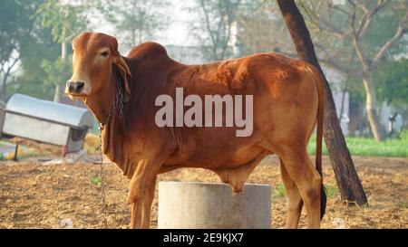 Taureau brun sans cheval, célèbre pour son travail à l'oreille longue et dure. Animal domestique de compagnie de Gujrat Inde. Banque D'Images