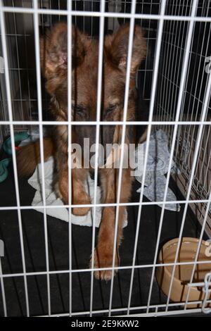 Berger allemand (alsacien) allongé dans une cage pour chiens Banque D'Images