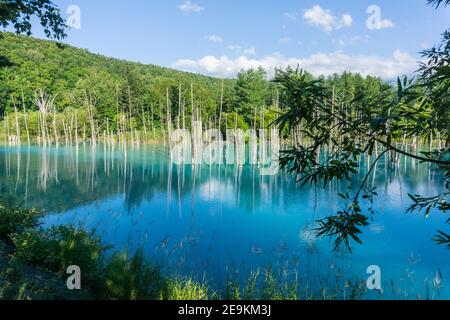 Shirogane Blue Pond, ou Aoiike, un étang artificiel à Biei, Hokkaido, Japon, par une chaude journée d'été Banque D'Images