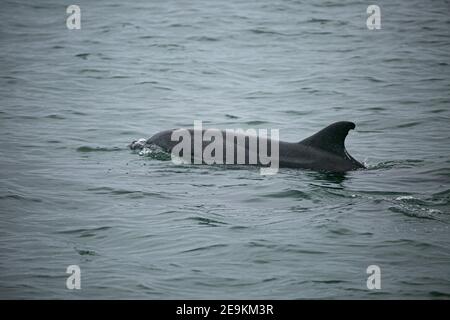 Dauphins à bosse de l'Atlantique sur la côte namibienne, dans la baie de Valwis Banque D'Images