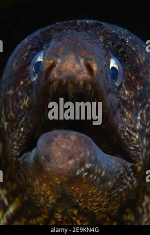 Moray méditerranéen (Muraena helena), Moray de Sainte-Hélène. Banque D'Images