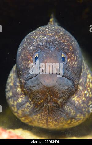 Moray méditerranéen (Muraena helena), Moray de Sainte-Hélène. Banque D'Images