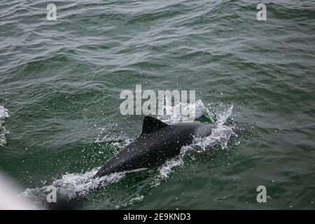 Dauphins à bosse de l'Atlantique sur la côte namibienne, dans la baie de Valwis Banque D'Images