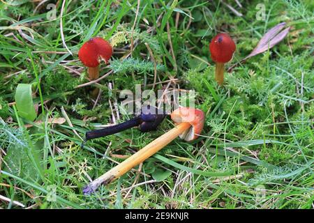 Hygrocybe conica, connu sous le nom de noircissement waxcap, witch's hat, cire ou conique conique chapeau visqueux PAC, les champignons de la Finlande Banque D'Images