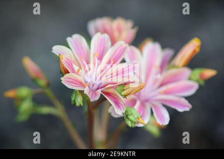 Lewisia cotyledon, connu communément sous le nom de Siskiyou lewisia et Cliff Maids, plante de jardin pérenne Banque D'Images
