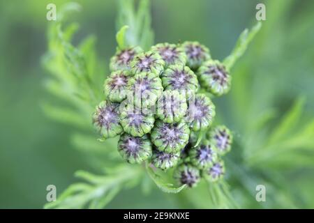 Tanaceum vulgare, également appelé Chrysanthemum vulgare, connu sous le nom de tansy commune, fleur sauvage de Finlande Banque D'Images