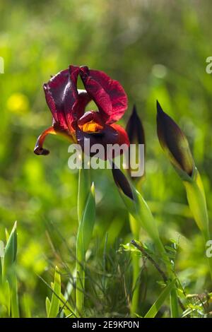 Gros plan Iris atropurpurea fleur et bourgeons sur le vert flou arrière-plan Banque D'Images