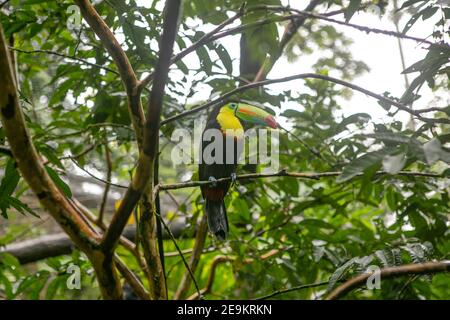 Toucan reposant sur une branche d'arbre dans une réserve naturelle Au Costa Rica Banque D'Images
