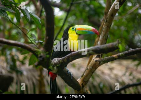 Toucan reposant sur une branche d'arbre dans une réserve naturelle Au Costa Rica Banque D'Images
