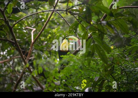 Toucan reposant sur une branche d'arbre dans une réserve naturelle Au Costa Rica Banque D'Images