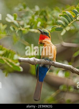 Béeeater rouge coloré sur les rives du Nil près des chutes de Murchison en Ouganda. Banque D'Images