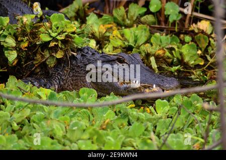 Alligator américain se bronzant le long de la rivière Saint John's en Floride Banque D'Images