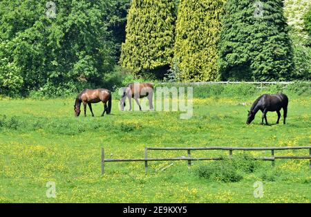 Trois chevaux paître dans un champ, Kent, Angleterre Banque D'Images